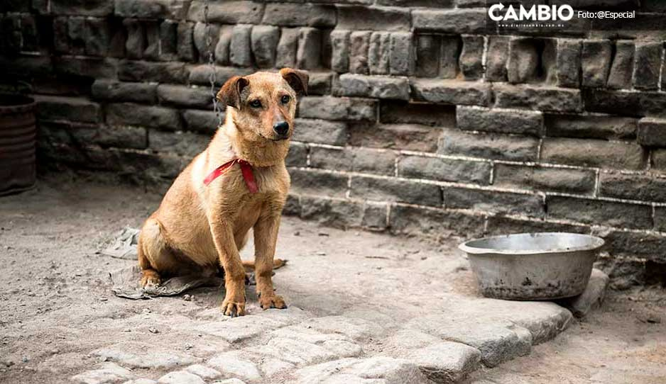 ¡Zoofilia en Atlixco! Denuncian que niño de 12 años abusó de perrita