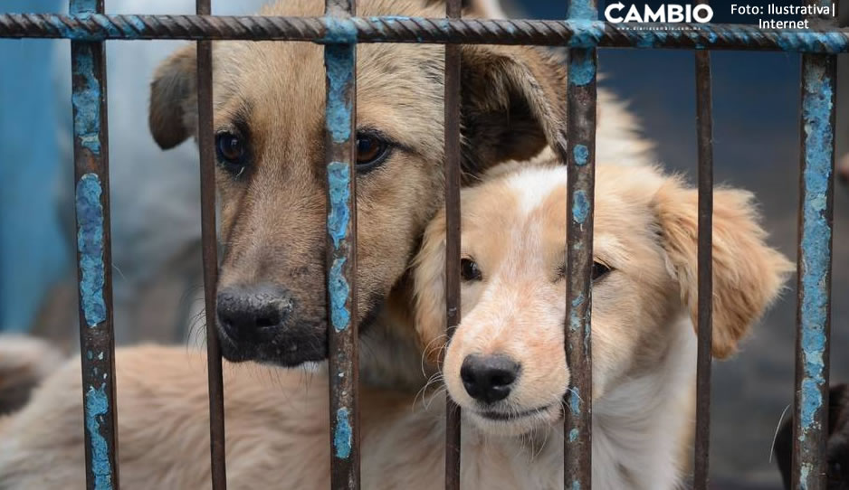 Suma Ayuntamiento 28 denuncias por maltrato animal en Puebla (VIDEO)