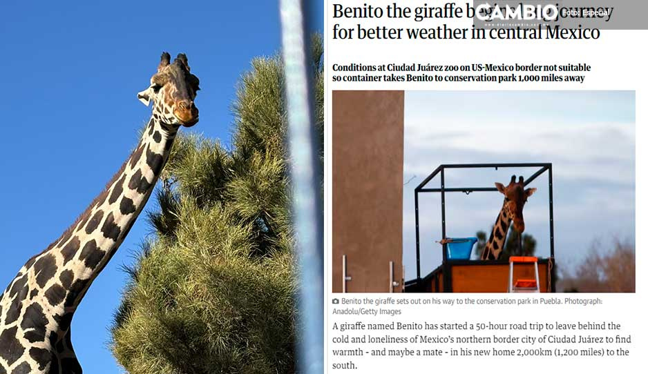 ¡Fama internacional! La conmovedora historia de la jirafa Benito llega al medio inglés The Guardian
