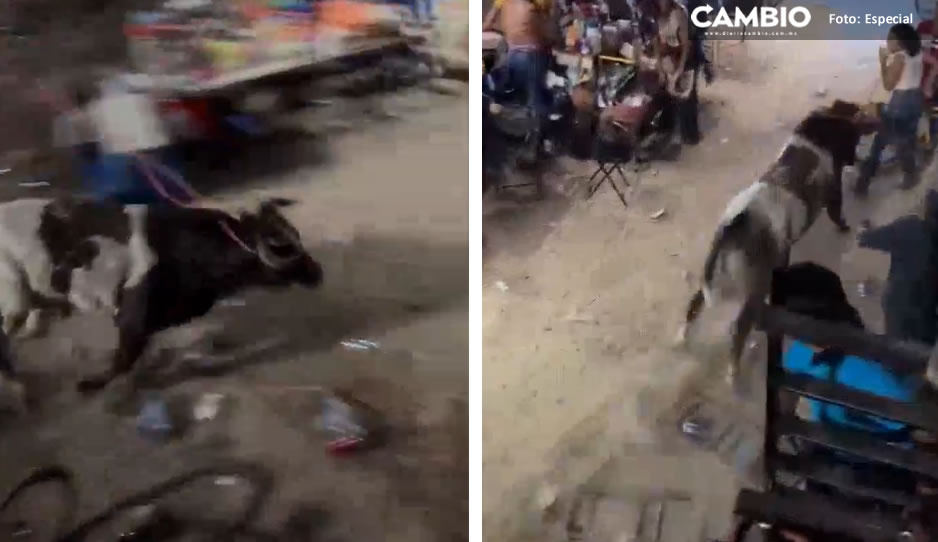 VIDEO: ¡Qué susto! Toro provoca pánico tras escapar de ruedo en Yucatán