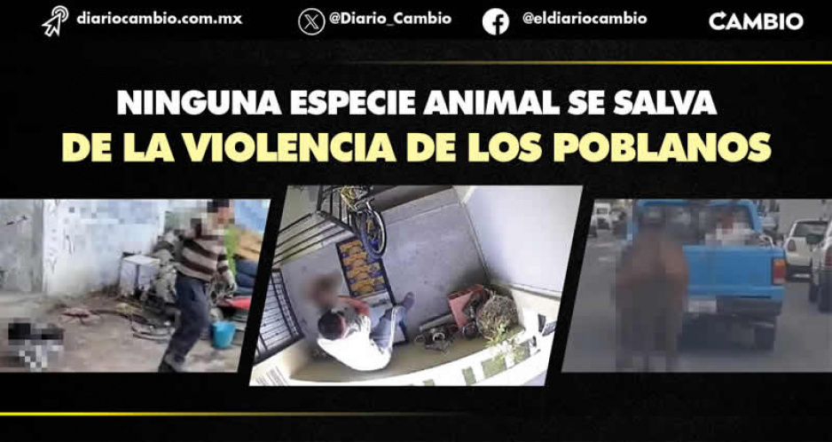 Brutalidad animal: Muñeca, Nena, Enedina y el caso Vanessa, los hechos que han estremecido a Puebla (IMÁGENES SENSIBLES)