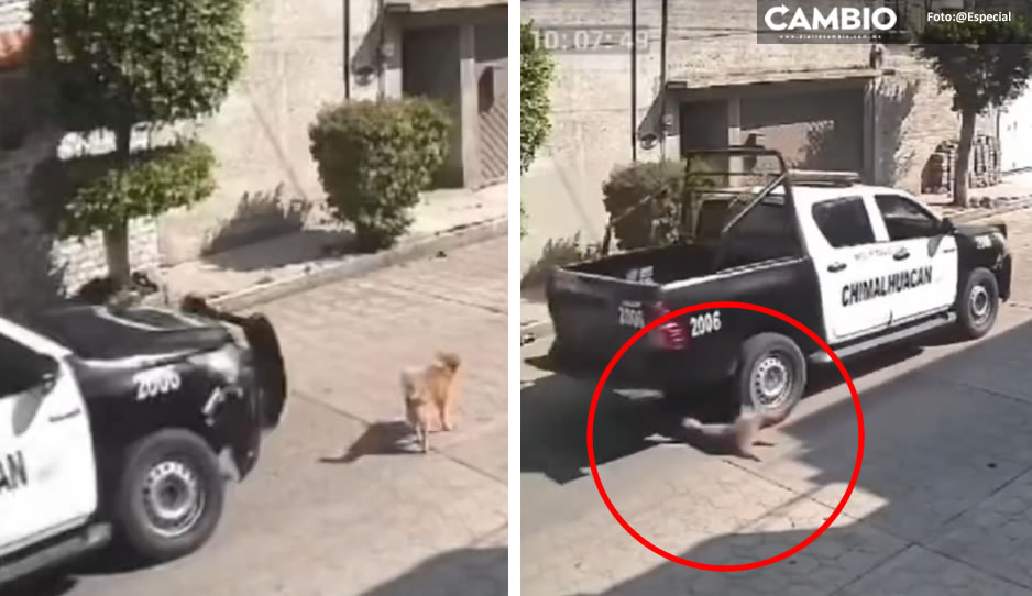 VIDEO: ¡Crueldad policiaca! Patrulla atropella y mata a &quot;Peluche&quot;, lomito que descansaba en la calle