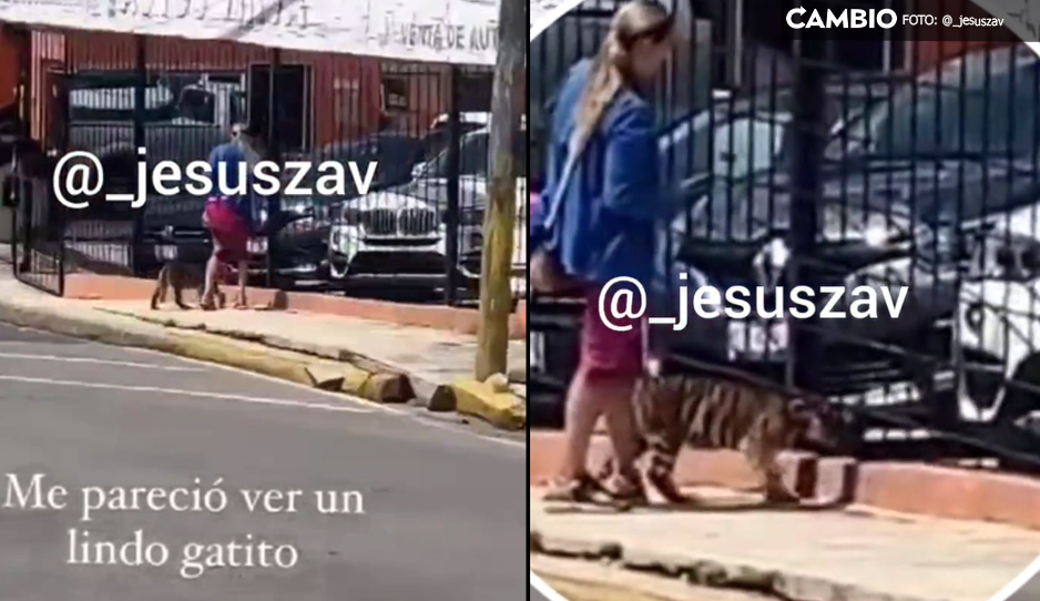 Poblana pasea a su cachorro tigre en Prolongación de la Reforma (VIDEO)