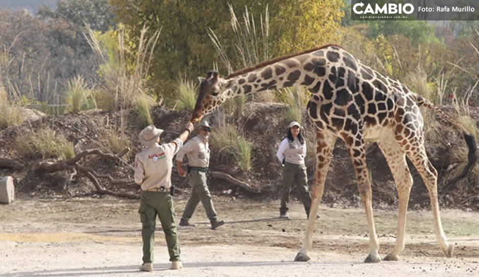 FOTO: ¡Beniamigos por siempre! Él es el nuevo ‘bestfriend’ de Benito en Africam Safari