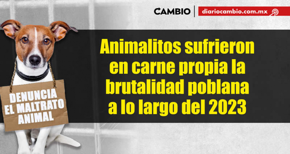 Animalitos sufrieron en carne propia la brutalidad poblana a lo largo del 2023
