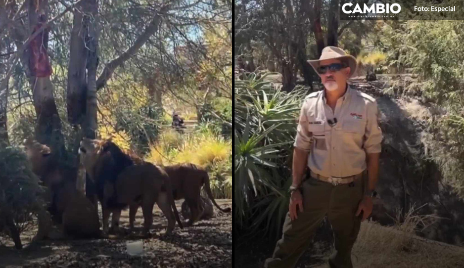 A año y medio del rescate de Black Jaguar, así lucen los leones en Africam Safari (VIDEO)
