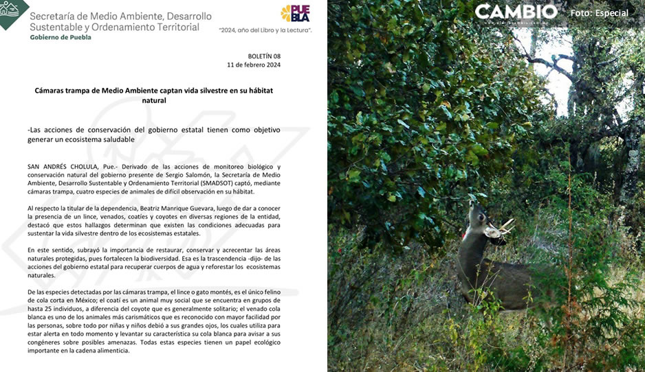 ¡Son hermosos! Captan a linces, venados y coyotes en su hábitat natural en Puebla (VIDEO)