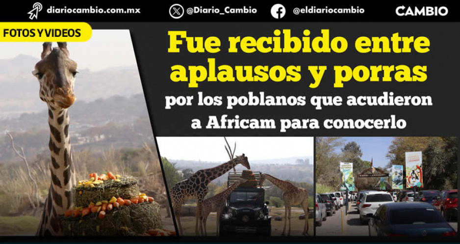 Benito se integra a manada de 7 jirafas: está listo para ser semental de 4 hembras en Africam