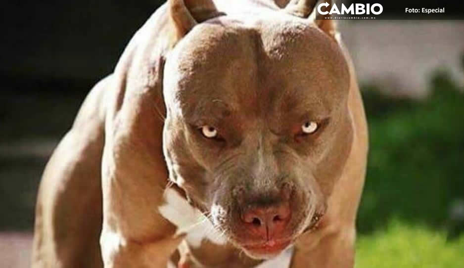 Pitbulls atacan a dos personas en menos de una semana en Chiautzingo