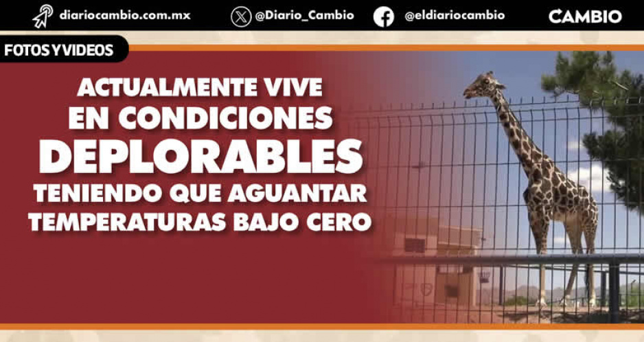 Africam y Sergio Salomón abogan por ‘Benito’: reiteran compromiso para recibir a esta Jirafa