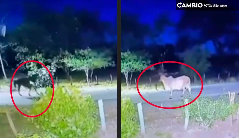 VIDEO: Captan al &#039;Charro Negro&#039; cabalgando en una zona rural y luego se esfuma