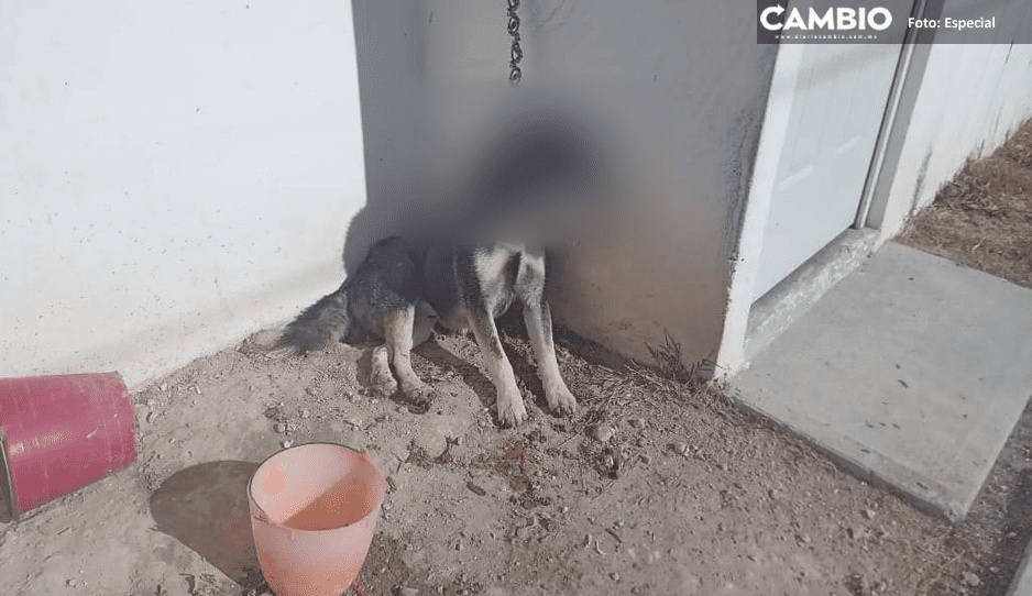Otro caso de maltrato animal: perrito muere ahorcado con su cadena en El Vergel