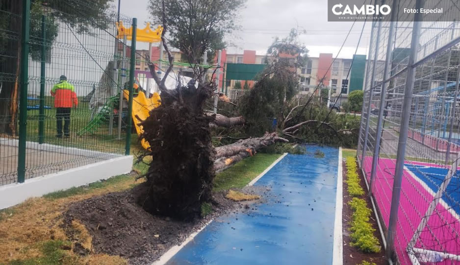 Negligencia en caída del árbol en Las Hadas ya se está investigando: Myriam Arabian