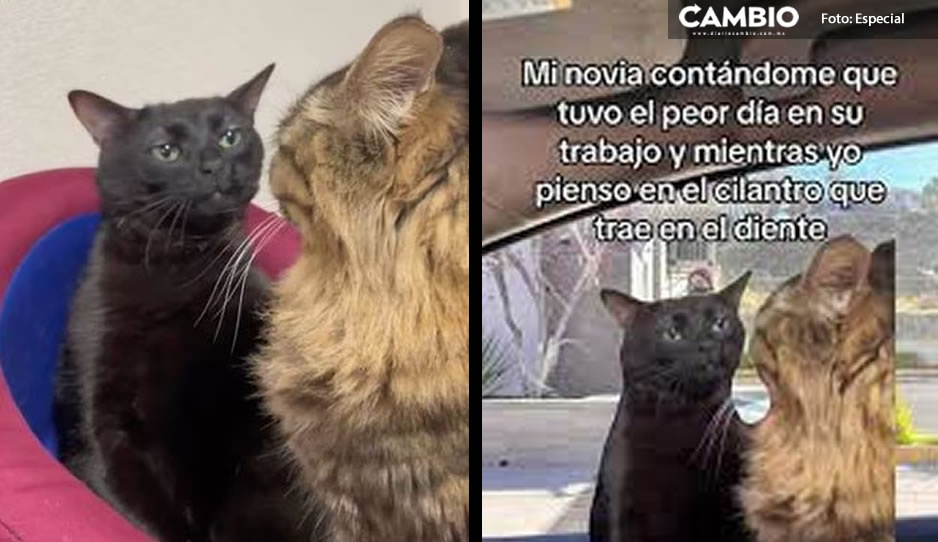 El origen del meme del gato negro &quot;disociado&quot; que está reventado las redes (VIDEO)