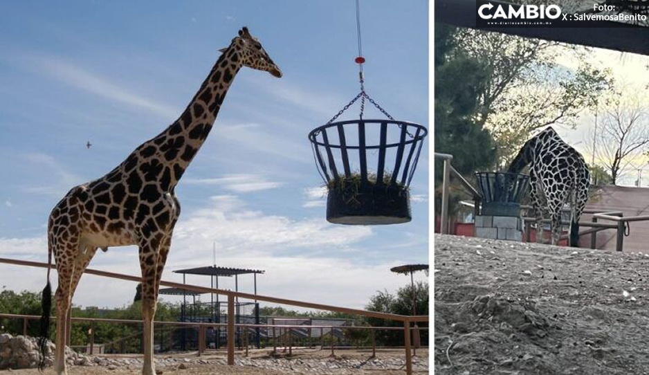 ¡Salvemos a Benito! Jirafa será trasladada de Chihuahua a Africam Safari en Puebla (VIDEO)