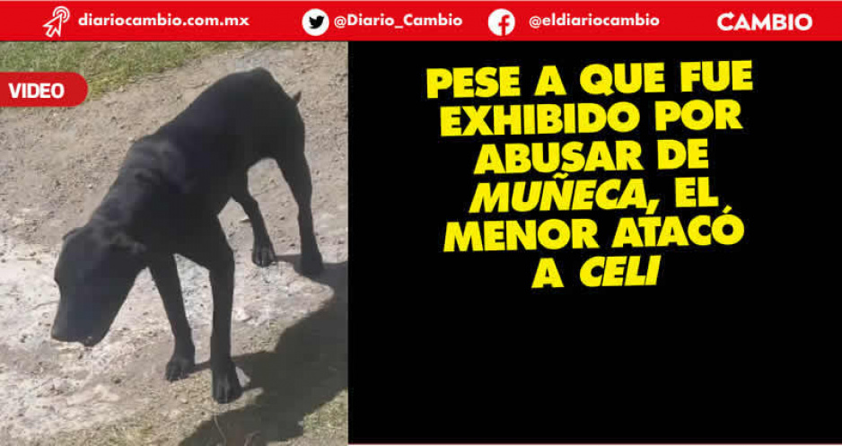 En menos de 20 días puberto zoofílico abusa sexualmente de otra perrita en Atlixco