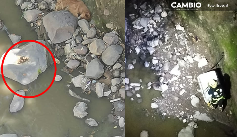 Rescatan a lomito tras varios días de estar en el fondo de una barranca en Las Haras (VIDEO)
