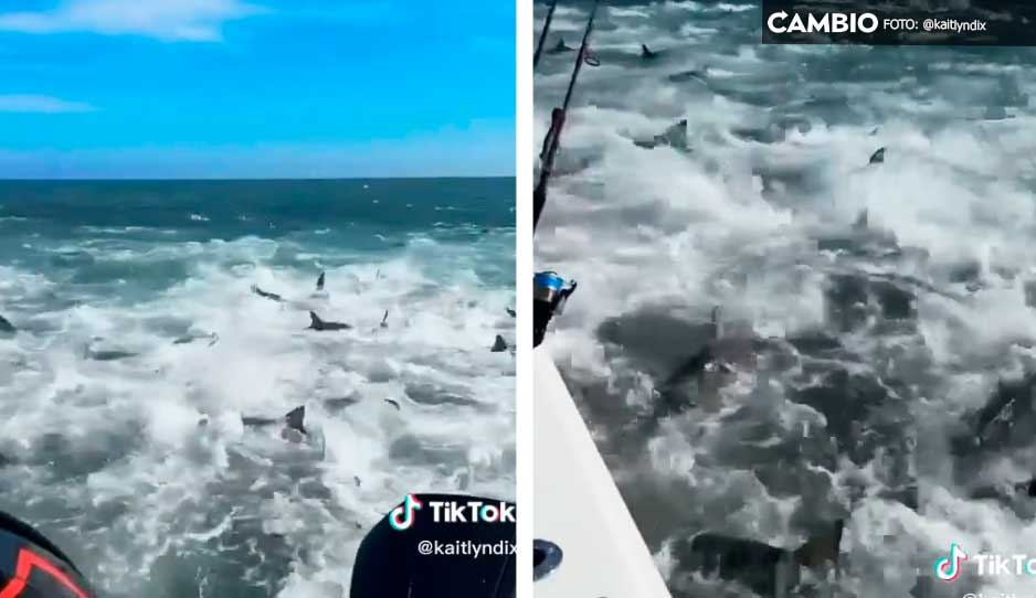 ¡Terror a la vista! Cientos de tiburones rodean embarcación en mar abierto (VIDEO)