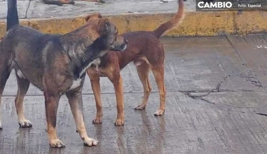 Cae el despiadado Salvador Erineo; envenenó a 10 perritos en el Edomex