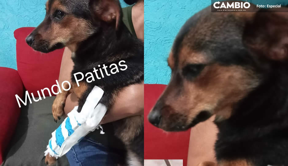 ¡Héroes sin capa! Veterinarios y abogados a cargo del caso de Enedina, no han cobrado un solo peso