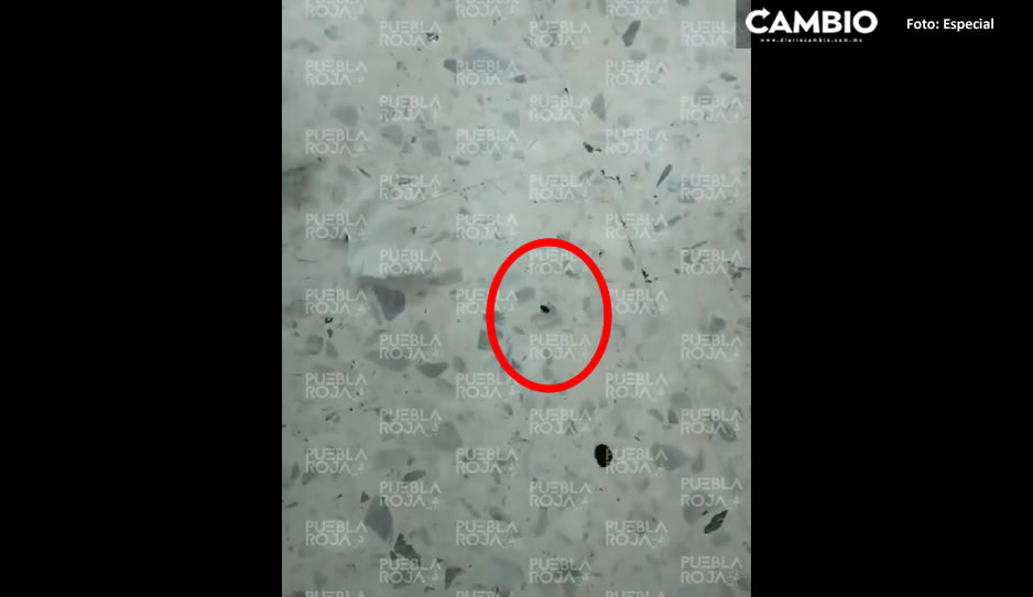 Plaga de Chinches llega a Puebla: Encuentran estos bichos en la escuela de Enfermería Angelópolis (VIDEO)