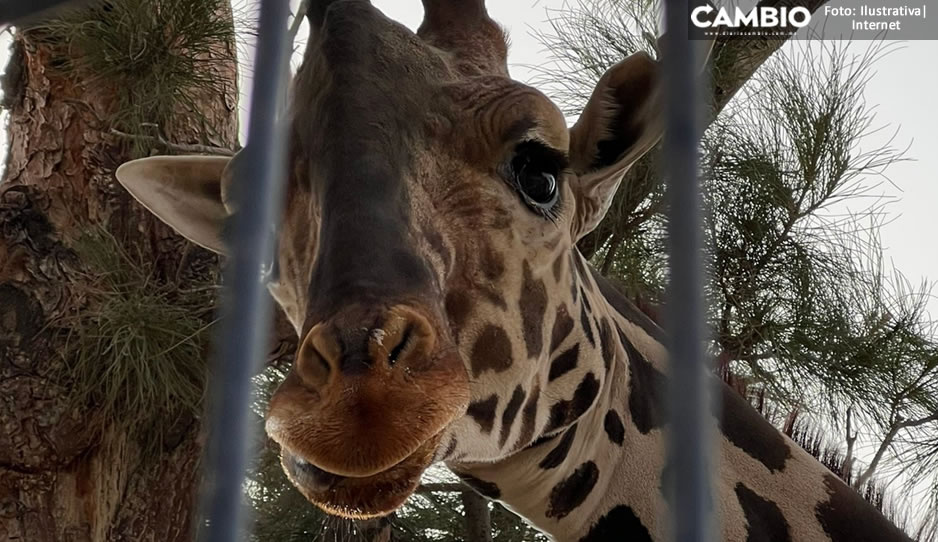 ¡Queeeeeé! Tlaxcala quiere quitarnos a Benito: gobernadora ofrece zoológico para la jirafa