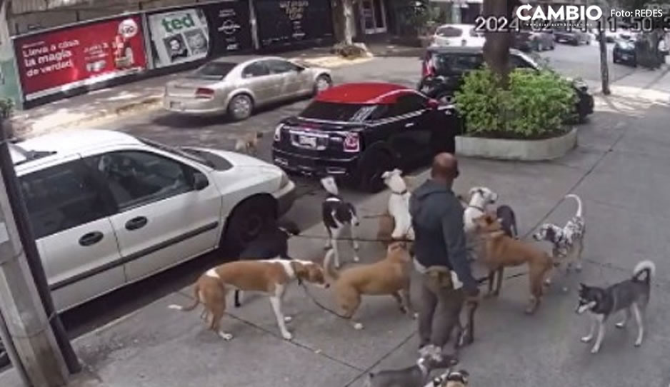 ¡Llevaba más de 20! Perros se descontrolan, pelean y se le escapan a paseador (VIDEO)
