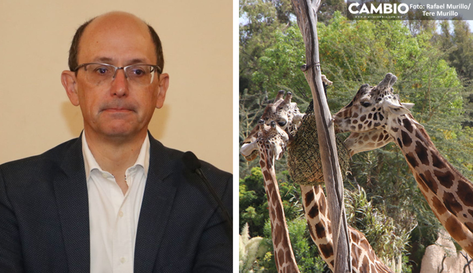 Ayuntamiento impulsará a Africam Safari para vacaciones de Semana Santa (VIDEO)