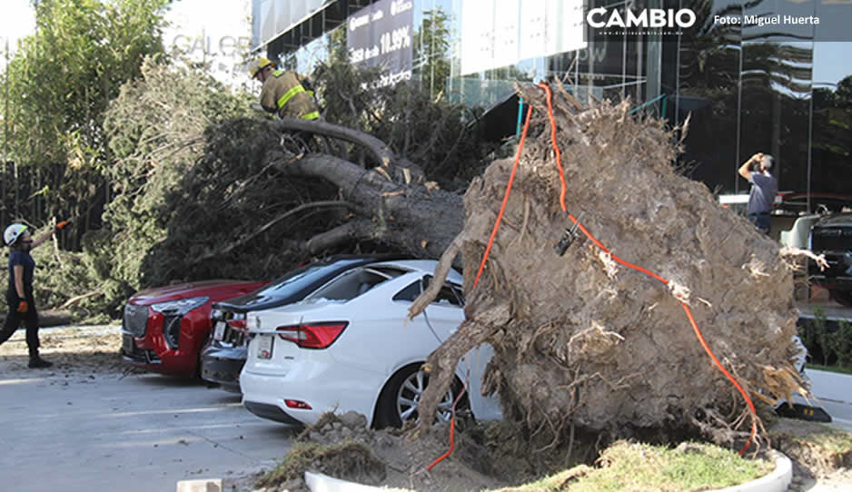 ¡Mejor ni salgan! Fuerte viento provoca caída de árbol en agencia GWM del Bulevar Hermanos Serdán (VIDEO)