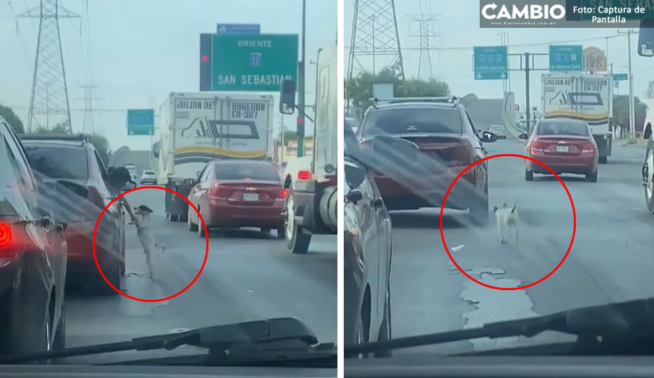 ¡Qué inhumanos! Abandonan a perrito en plena vialidad de Nuevo León (TRISTE VIDEO)