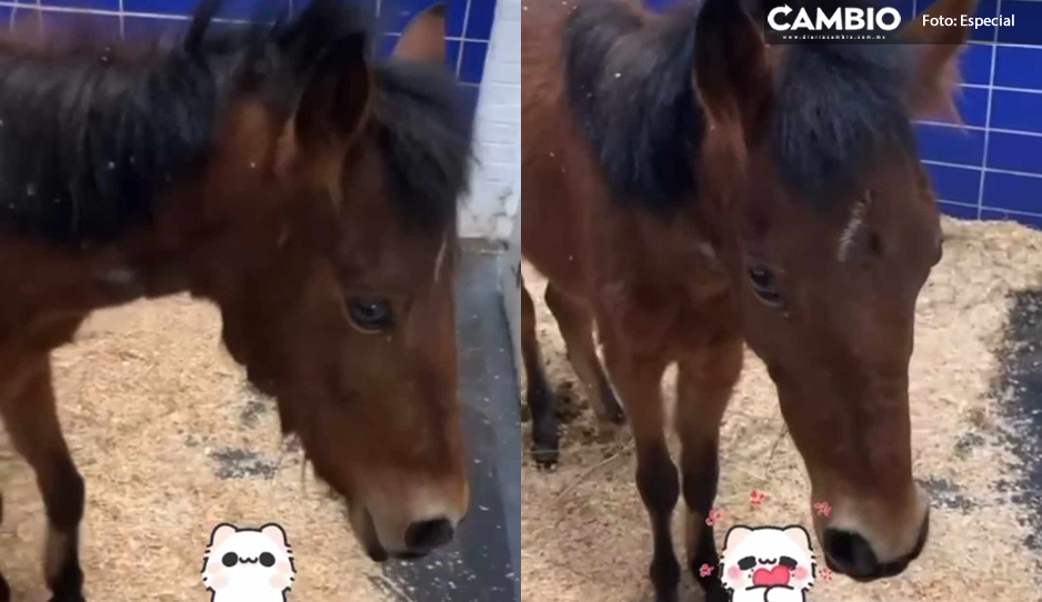 ¡Fuerza! Yegua Mila ya dio sus primeros pasos tras ser víctima de maltrato (VIDEO)