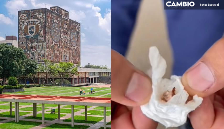 ¡Que siempre no! UNAM niega presencia de chinches, pese a videos de alumnos