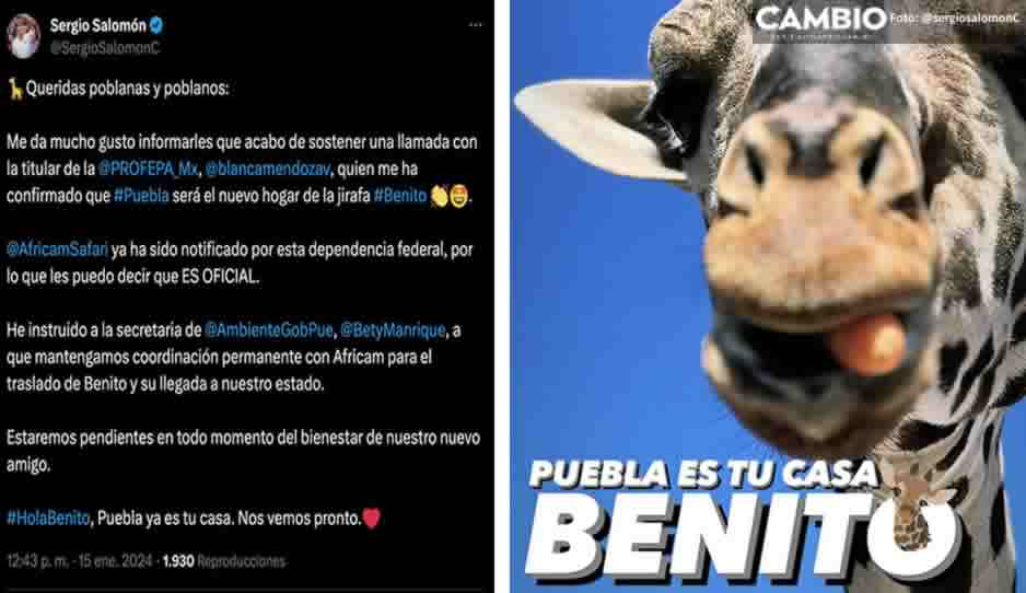 ¡Ya es oficial! Sergio Salomón confirma la llegada de la jirafa Benito a Puebla