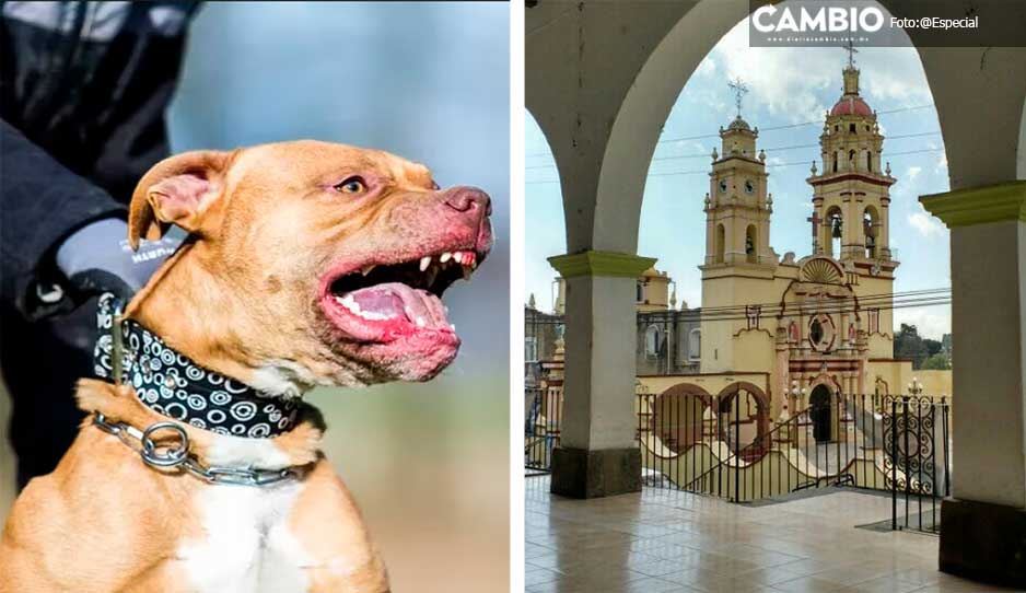 Dueño de los perros pitbull en Chiautzingo se sentía protegido por el ayuntamiento