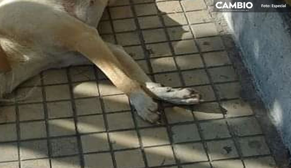 Animalistas buscan al responsable de lesionar y amordazar a una perrita en Tehuacán (FUERTE FOTO)