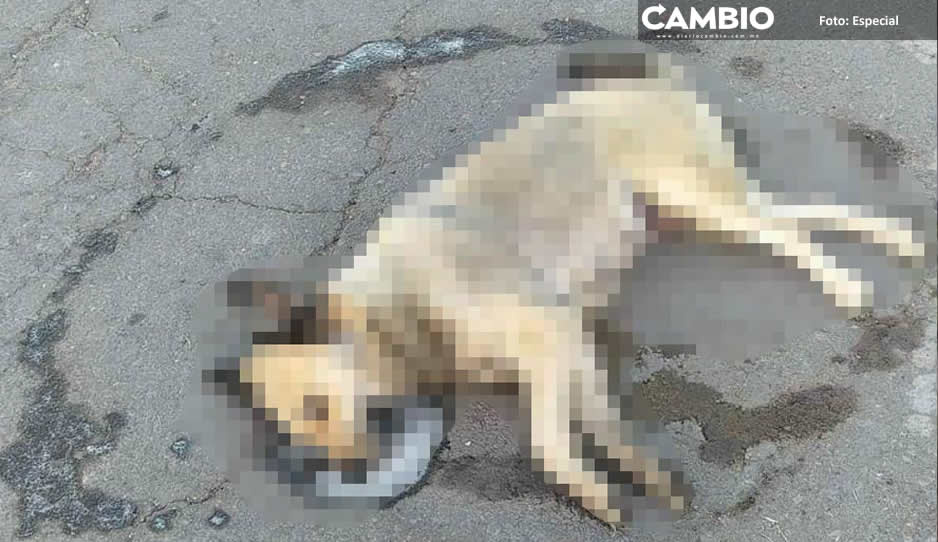Maltrato animal no cesa en Puebla: ahora reportan envenenamiento masivo de lomitos en Cuautlancingo