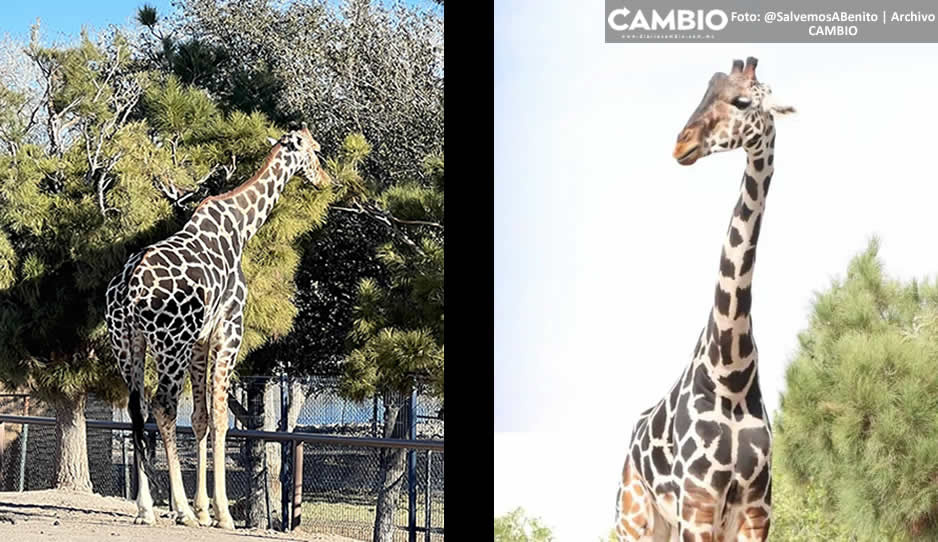 ¡Por fin! Personal de Africam Safari llega a Chihuahua para trasladar a Benito a Puebla