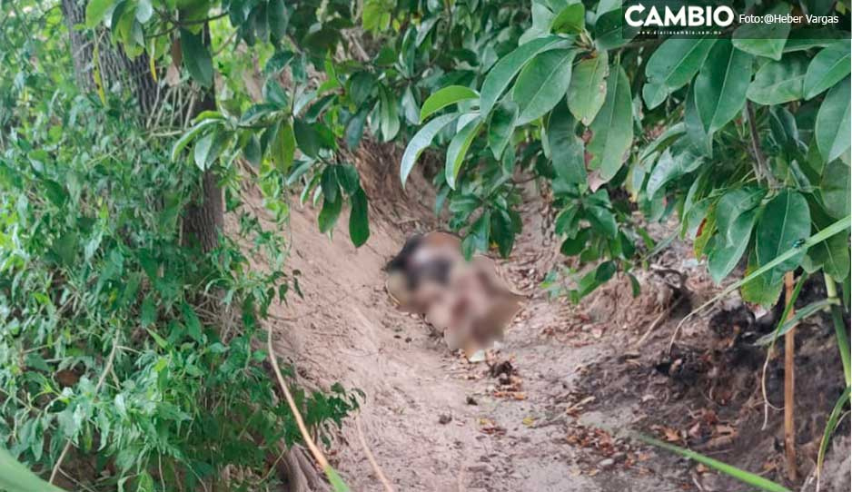 Localizan cadáver con signos de violencia en campo de Zinacatepec