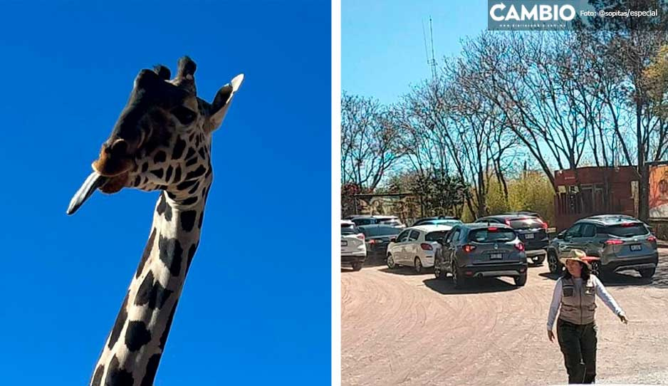 ¡Euforia por Benito! Cientos de familias realizan filas kilométricas para entrar a Africam (VIDEO)