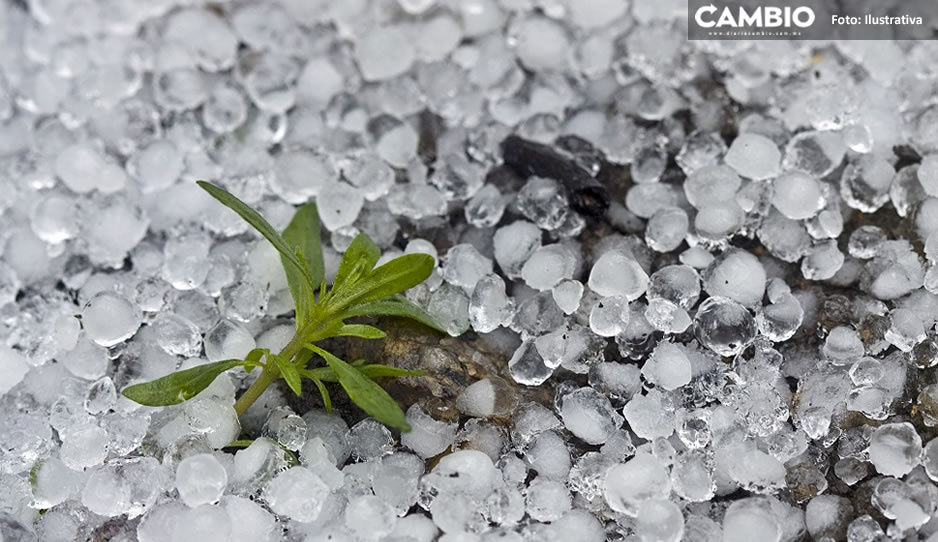 Granizada afecta 80 hectáreas de árboles frutales en Chiautzingo