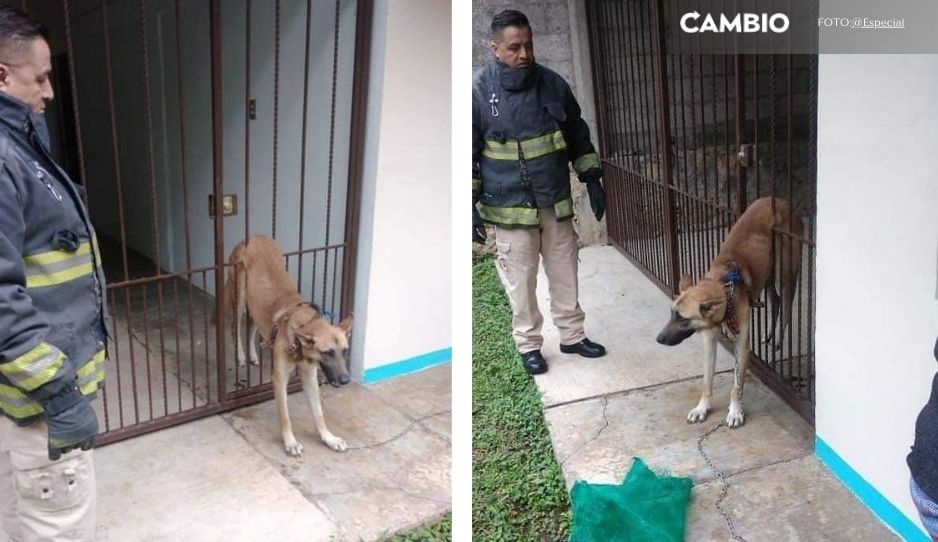 ¡Le dio ansiedad! Lomito fue auxiliado tras atorarse entre barrotes en Xicotepec