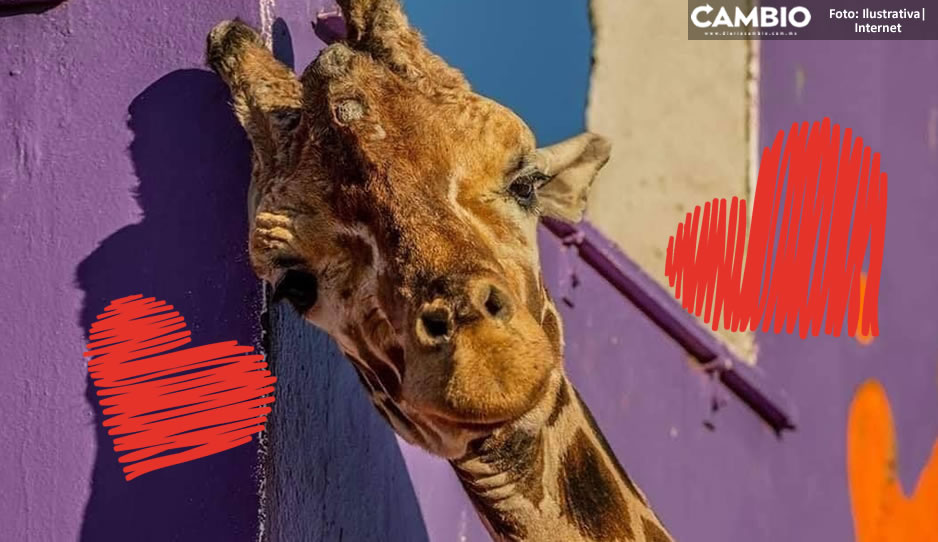 ¡Tendremos Benitos en Africam Safari! Prevén que la jirafa sea un semental en potencia