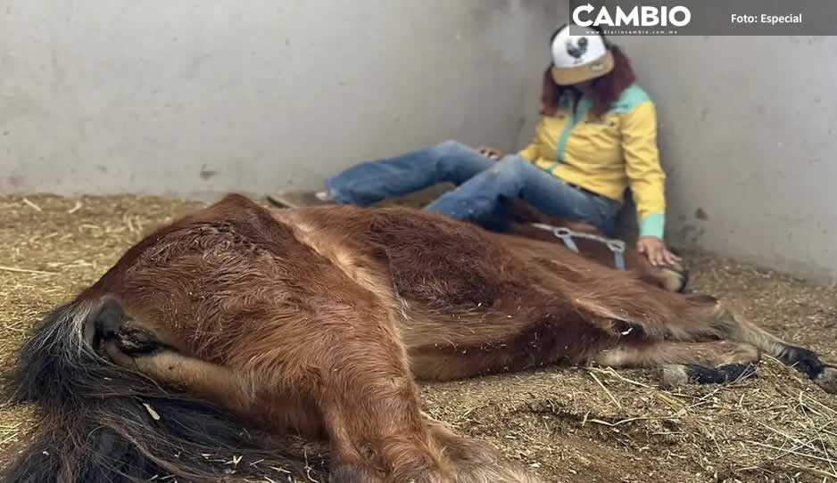 Puebla dentro de los 26 estados del país que no tienen tipificada la zoofilia como delito