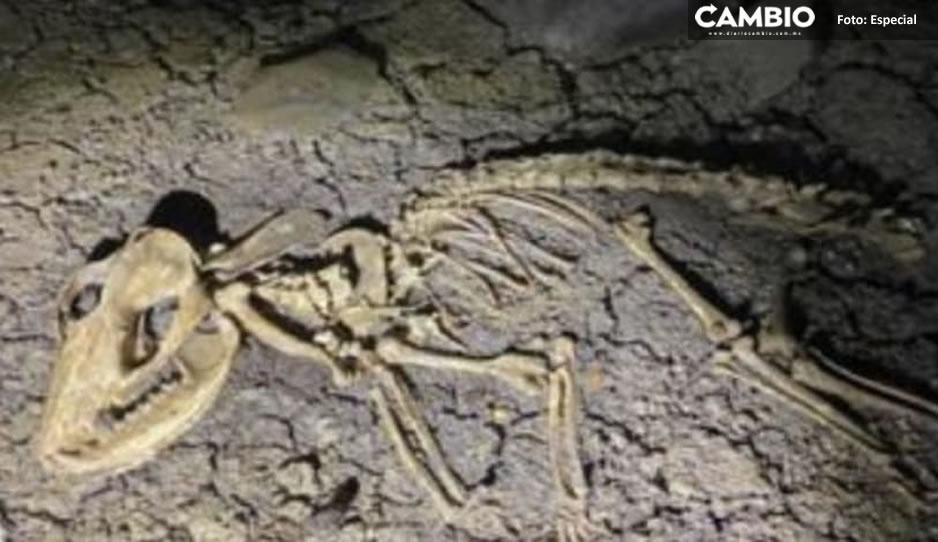 ¿Woow, será un dinosaurio? Descubren restos fosilizados de un animal en Tlanchinol