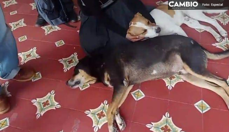 Ayuntamiento de Tehuacán ‘duerme’ a perros callejeros