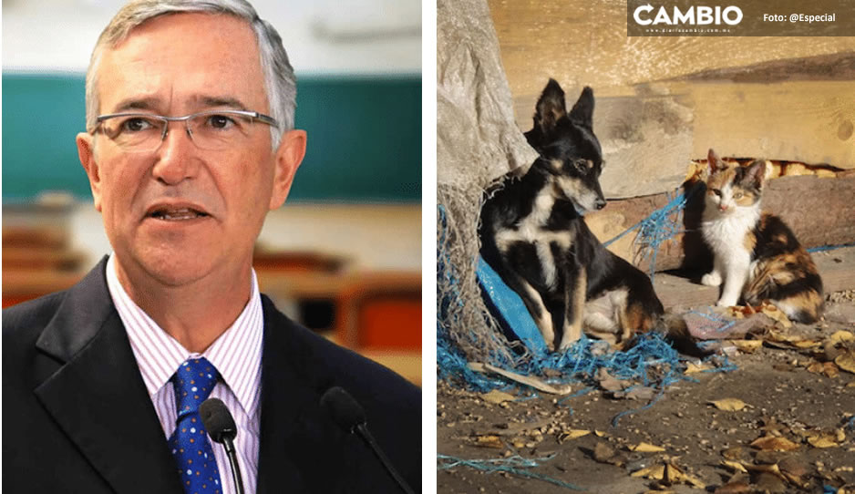 El Tío Richie propone &quot;coperacha&quot; de 10 millones de pesos para los perritos y gatos de la calle
