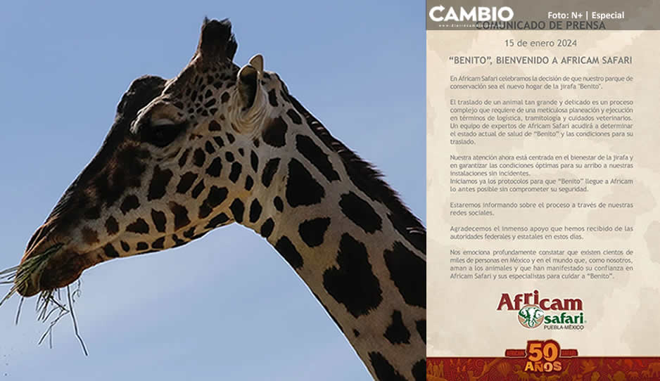 ¡Qué todo esté bien! Africam Safari valora salud de jirafa Benito antes de trasladarlo a Puebla
