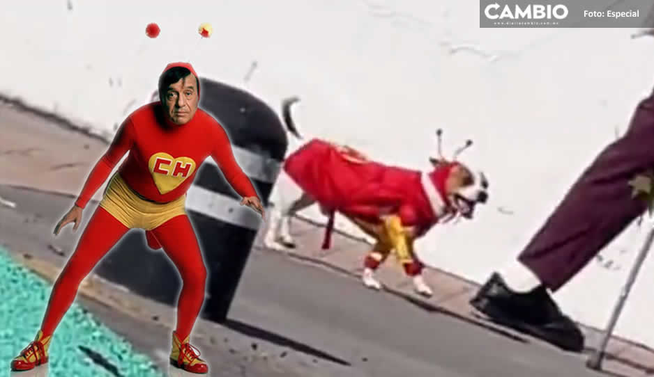 ¡Hermoso Chesperrito! Así pasea un perrito con disfraz de El Chapulín Colorado (VIDEO)