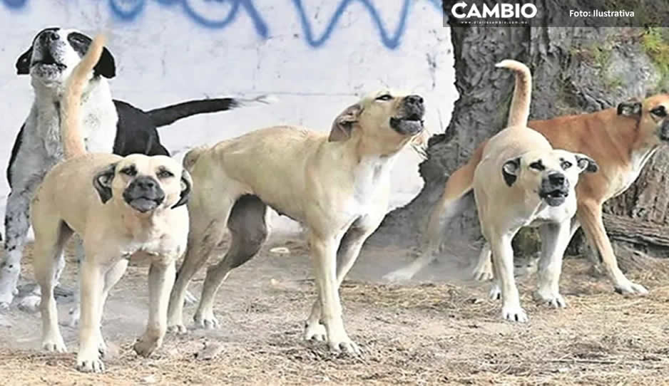 ¡Espeluznante! Perros devoraban cabeza humana de joven desaparecido en Jolalpan