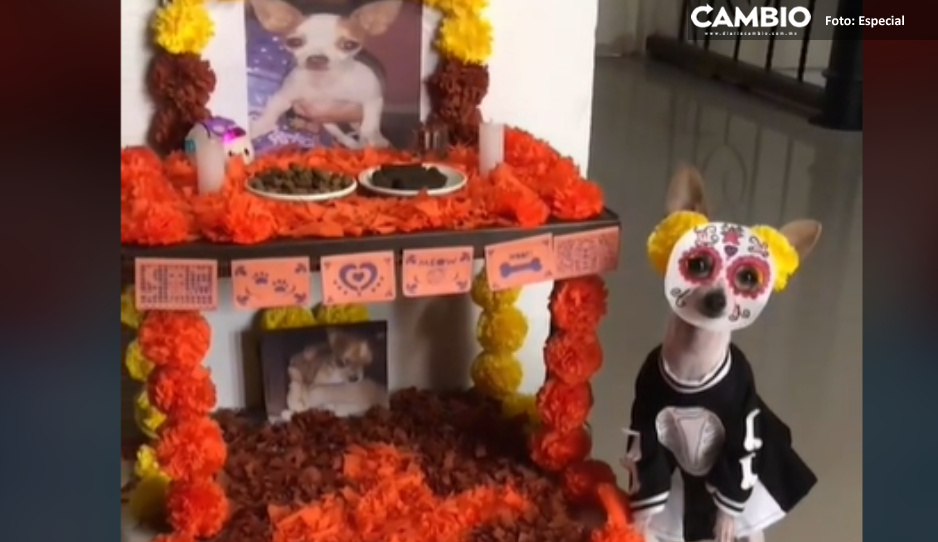 ¡Ternurita! Lomito posa disfrazado de catrina en la ofrenda de Día de Muertos (VIDEO)